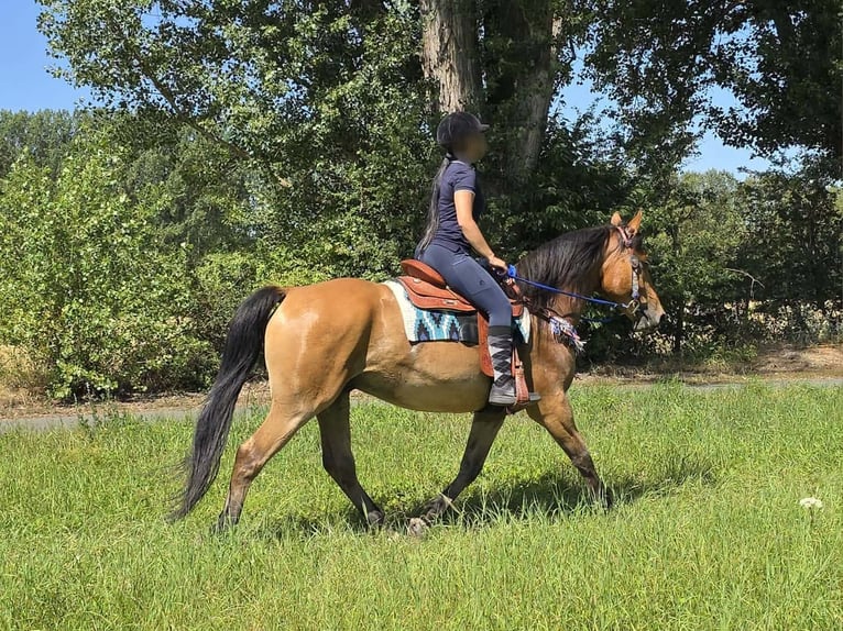Weitere Ponys/Kleinpferde Wallach 6 Jahre 154 cm Falbe in Linkenbach