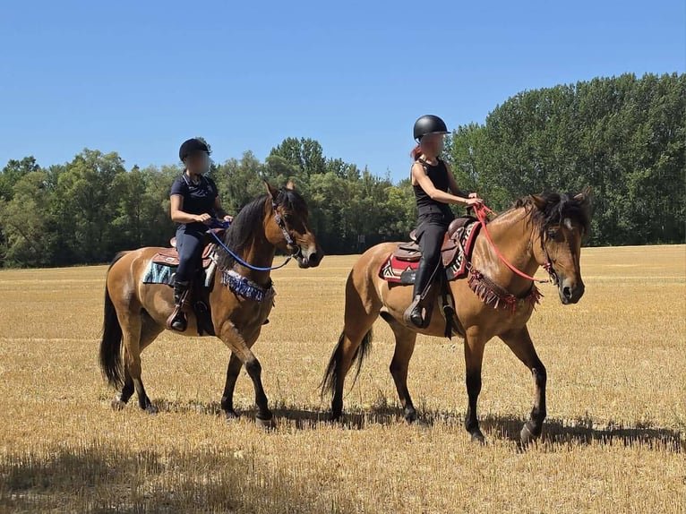 Weitere Ponys/Kleinpferde Wallach 6 Jahre 154 cm Falbe in Linkenbach