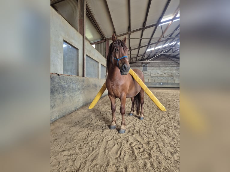 Weitere Ponys/Kleinpferde Mix Wallach 6 Jahre 155 cm Fuchs in W&#xFC;lfrath