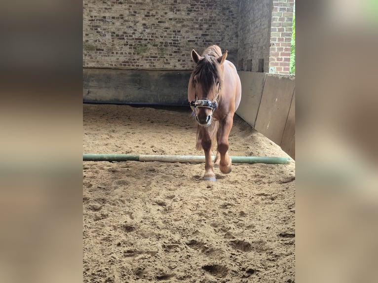 Weitere Ponys/Kleinpferde Mix Wallach 6 Jahre 155 cm Fuchs in W&#xFC;lfrath