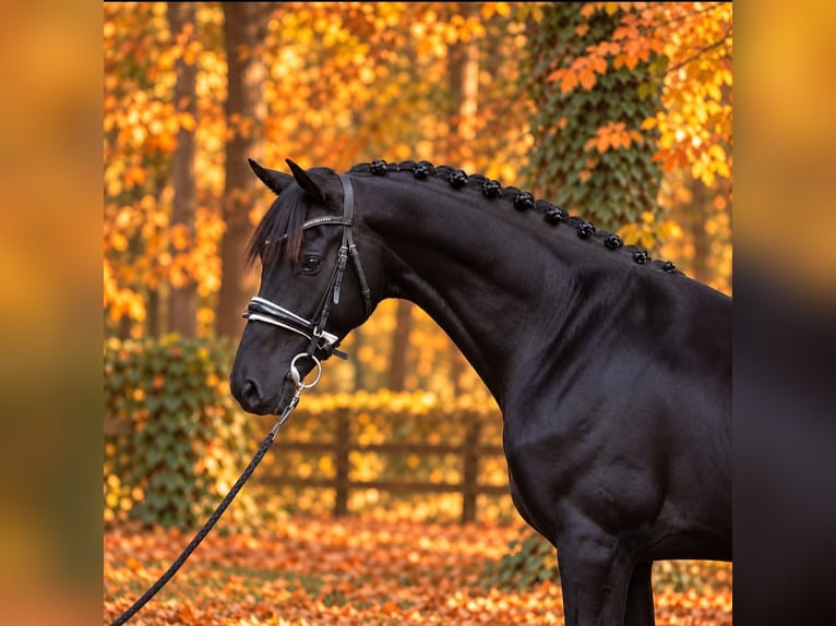 Weitere Ponys/Kleinpferde Wallach 6 Jahre 155 cm Rappe in Határ utca 25