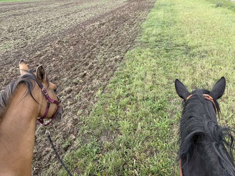 Weitere Ponys/Kleinpferde Mix Wallach 6 Jahre 158 cm Falbe in Sonneborn Weitere Ponys/Kleinpferde Mix Wallach 6 Jahre 158 cm Falbe in Sonneborn
