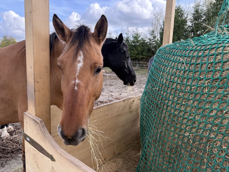 Weitere Ponys/Kleinpferde Mix Wallach 6 Jahre 158 cm Falbe in Sonneborn Weitere Ponys/Kleinpferde Mix Wallach 6 Jahre 158 cm Falbe in Sonneborn