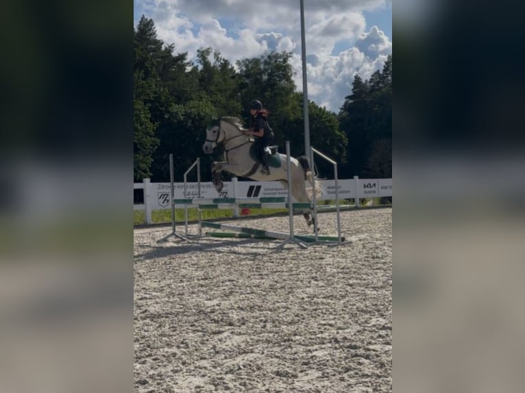 Weitere Ponys/Kleinpferde Wallach 6 Jahre 160 cm Schimmel in Szczecin