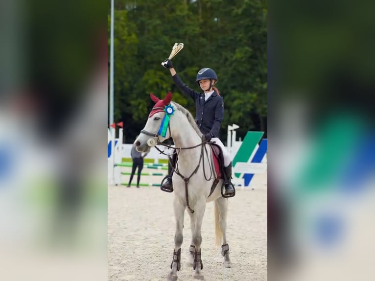 Weitere Ponys/Kleinpferde Wallach 6 Jahre 160 cm Schimmel in Szczecin