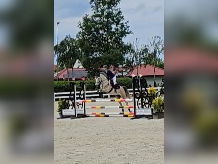 Weitere Ponys/Kleinpferde Wallach 6 Jahre 160 cm Schimmel in Szczecin