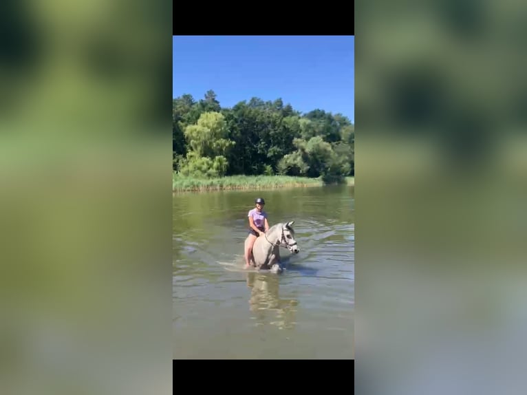 Weitere Ponys/Kleinpferde Wallach 6 Jahre 160 cm Schimmel in Szczecin