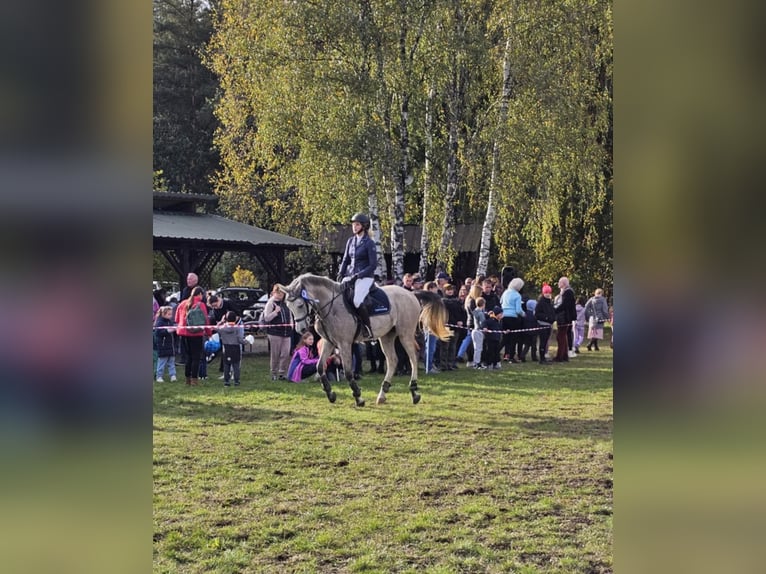 Weitere Ponys/Kleinpferde Wallach 6 Jahre 160 cm Schimmel in Szczecin