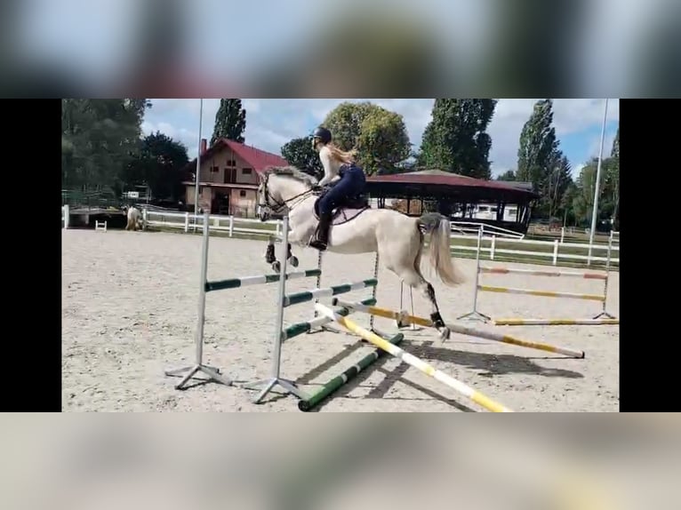 Weitere Ponys/Kleinpferde Wallach 6 Jahre 160 cm Schimmel in Szczecin