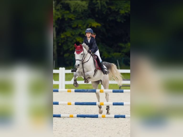 Weitere Ponys/Kleinpferde Wallach 6 Jahre 160 cm Schimmel in Szczecin