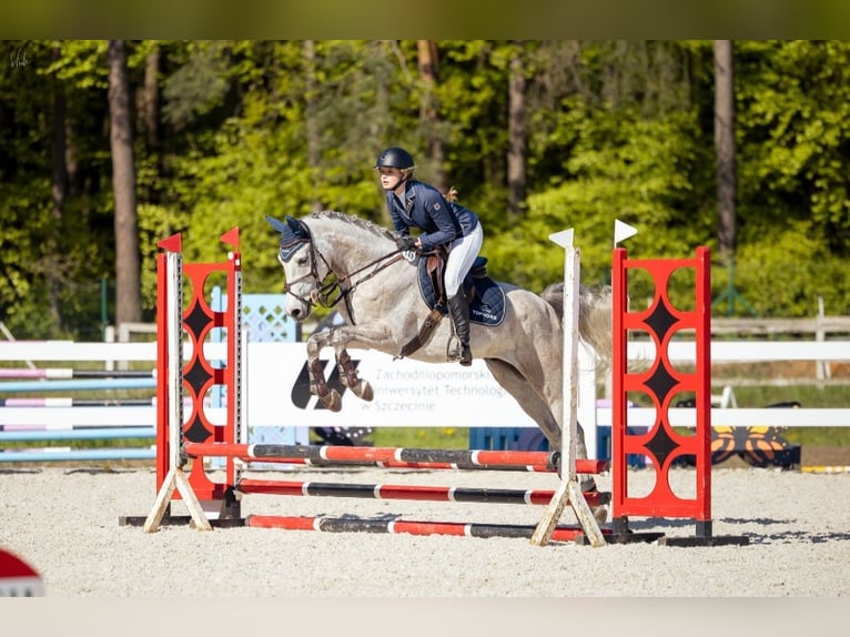 Weitere Ponys/Kleinpferde Wallach 6 Jahre 160 cm Schimmel in Szczecin