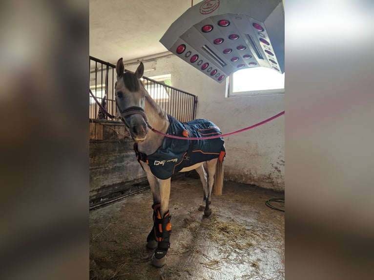 Weitere Ponys/Kleinpferde Wallach 6 Jahre 160 cm Schimmel in Szczecin