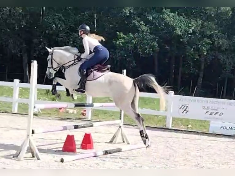 Weitere Ponys/Kleinpferde Wallach 6 Jahre 160 cm Schimmel in Szczecin