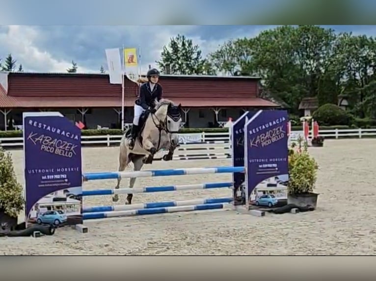 Weitere Ponys/Kleinpferde Wallach 6 Jahre 160 cm Schimmel in Szczecin
