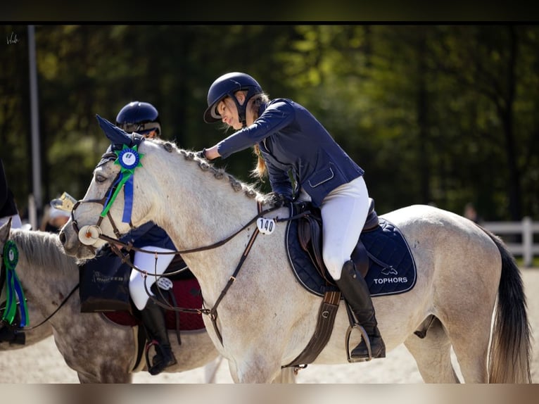 Weitere Ponys/Kleinpferde Wallach 6 Jahre 160 cm Schimmel in Szczecin