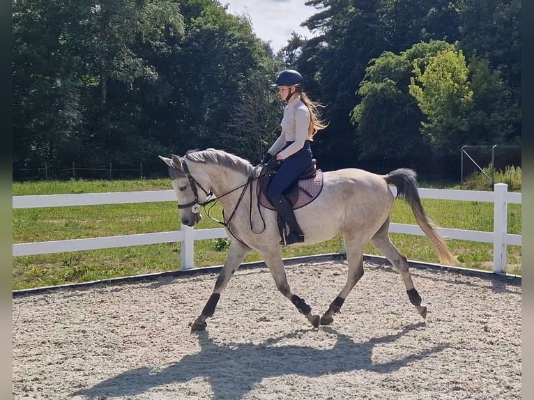 Weitere Ponys/Kleinpferde Wallach 6 Jahre 160 cm Schimmel in Szczecin