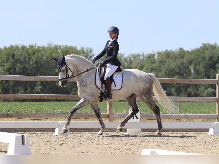 Weitere Ponys/Kleinpferde Wallach 6 Jahre 165 cm Blauschimmel in Pepingen