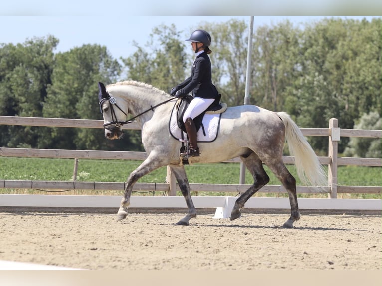 Weitere Ponys/Kleinpferde Wallach 6 Jahre 165 cm Blauschimmel in Pepingen