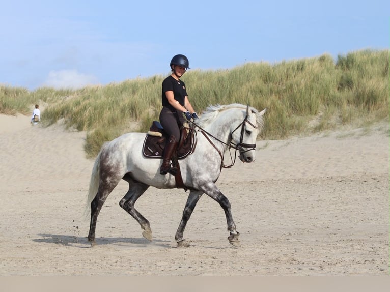 Weitere Ponys/Kleinpferde Wallach 6 Jahre 165 cm Blauschimmel in Pepingen