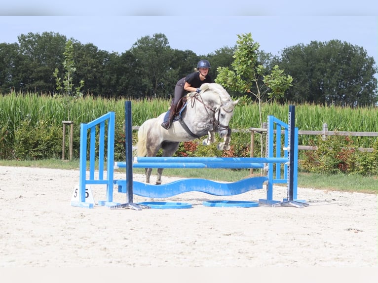 Weitere Ponys/Kleinpferde Wallach 6 Jahre 165 cm Blauschimmel in Pepingen