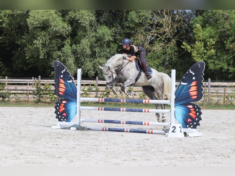 Weitere Ponys/Kleinpferde Wallach 6 Jahre 165 cm Blauschimmel in Pepingen