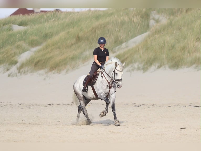 Weitere Ponys/Kleinpferde Wallach 6 Jahre 165 cm Blauschimmel in Pepingen