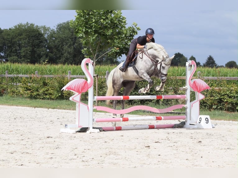 Weitere Ponys/Kleinpferde Wallach 6 Jahre 165 cm Blauschimmel in Pepingen