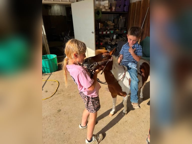 Weitere Ponys/Kleinpferde Wallach 6 Jahre 84 cm Schecke in Canyon