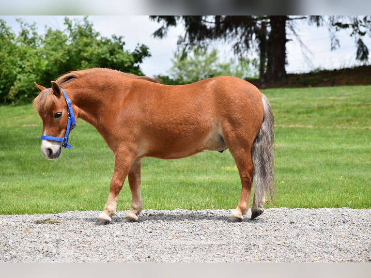 Weitere Ponys/Kleinpferde Wallach 6 Jahre 86 cm in Baltic, OH