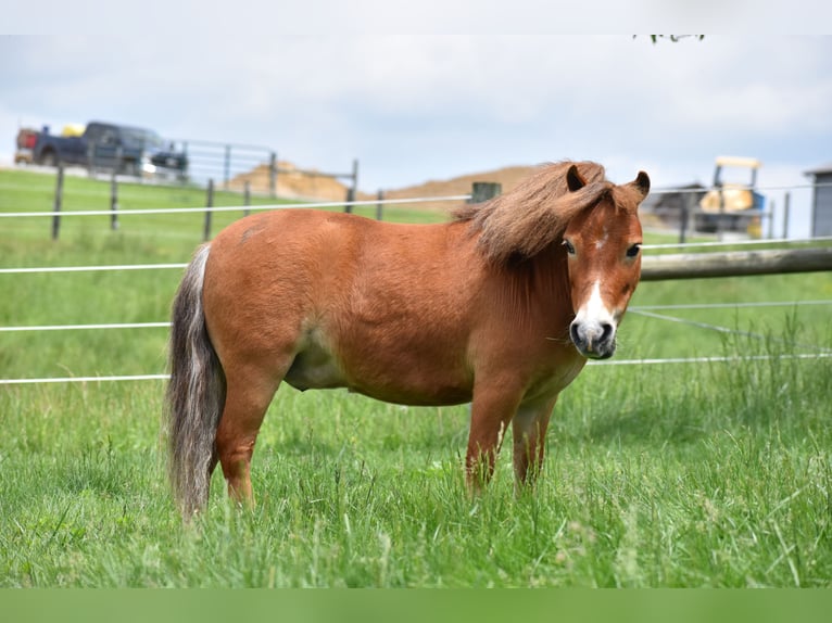 Weitere Ponys/Kleinpferde Wallach 6 Jahre 86 cm in Baltic, OH