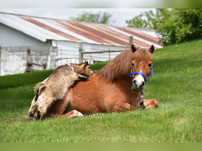 Weitere Ponys/Kleinpferde Wallach 6 Jahre 86 cm in Baltic, OH