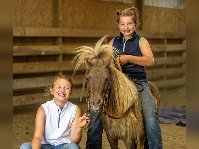 Weitere Ponys/Kleinpferde Wallach 6 Jahre 91 cm Brauner in Ewing