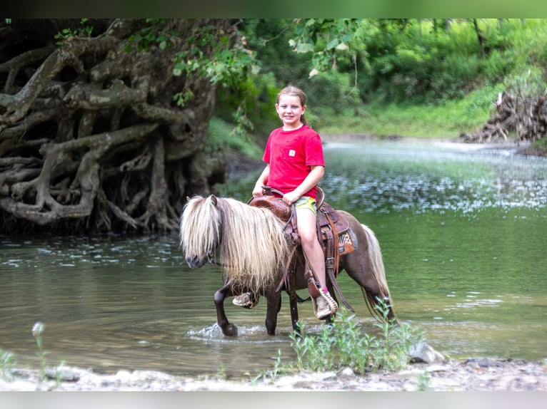 Weitere Ponys/Kleinpferde Wallach 6 Jahre 91 cm Brauner in Ewing