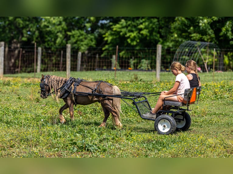 Weitere Ponys/Kleinpferde Wallach 6 Jahre 91 cm Brauner in Ewing