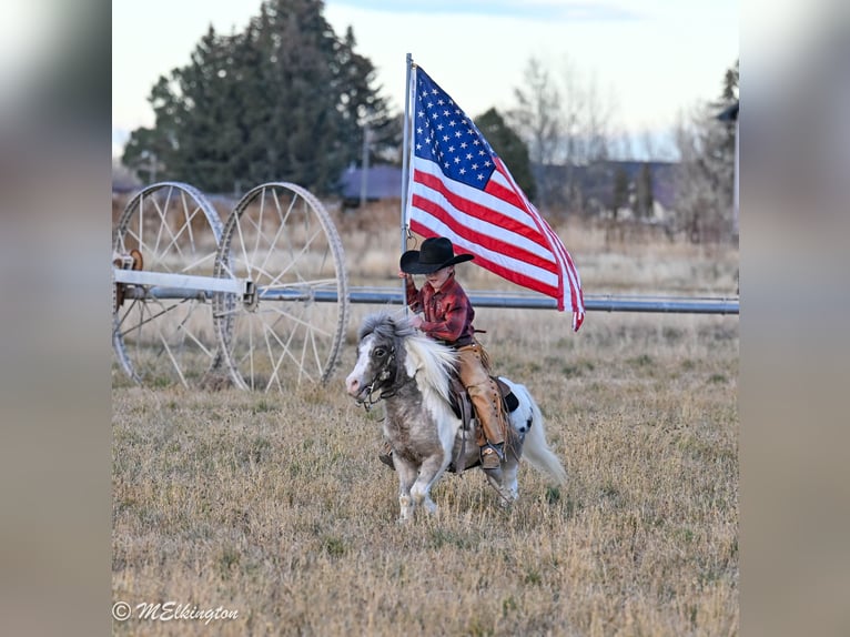 Weitere Ponys/Kleinpferde Wallach 6 Jahre 91 cm in Rigby