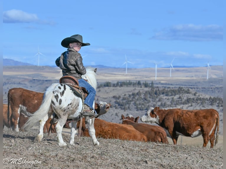 Weitere Ponys/Kleinpferde Wallach 6 Jahre 91 cm in Rigby