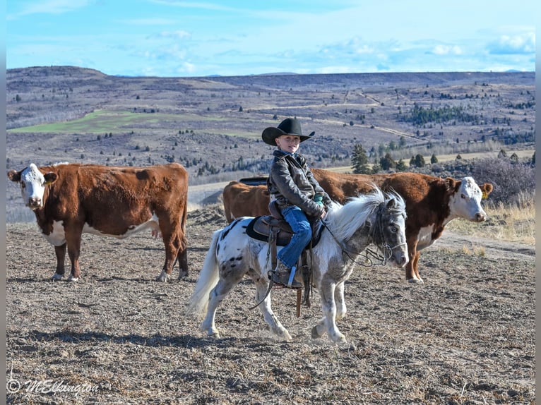 Weitere Ponys/Kleinpferde Wallach 6 Jahre 91 cm in Rigby