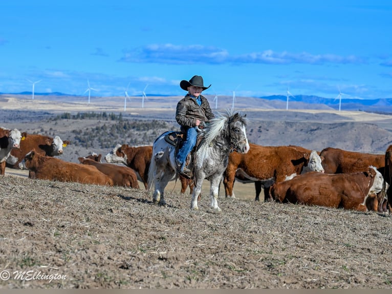 Weitere Ponys/Kleinpferde Wallach 6 Jahre 91 cm in Rigby