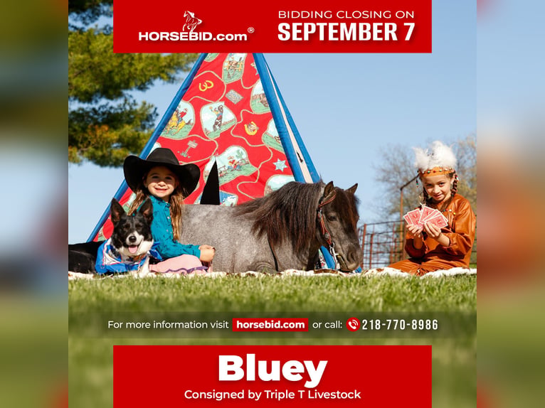 Weitere Ponys/Kleinpferde Wallach 6 Jahre 97 cm Roan-Blue in Nevis