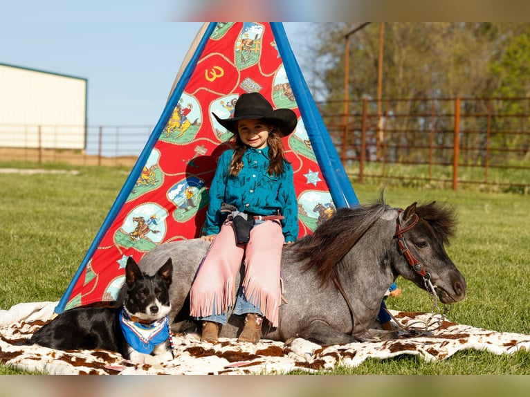 Weitere Ponys/Kleinpferde Wallach 6 Jahre 97 cm Roan-Blue in Nevis