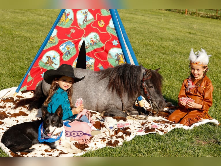 Weitere Ponys/Kleinpferde Wallach 6 Jahre 97 cm Roan-Blue in Nevis