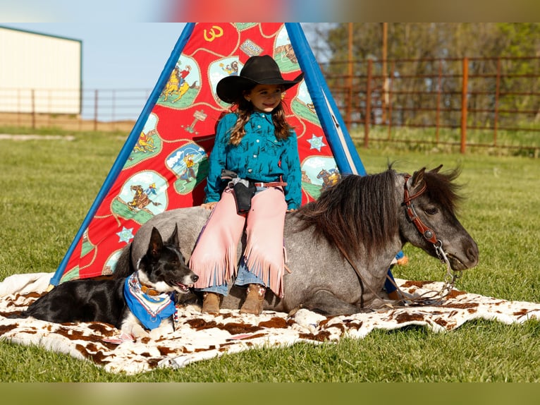 Weitere Ponys/Kleinpferde Wallach 6 Jahre 97 cm Roan-Blue in Nevis
