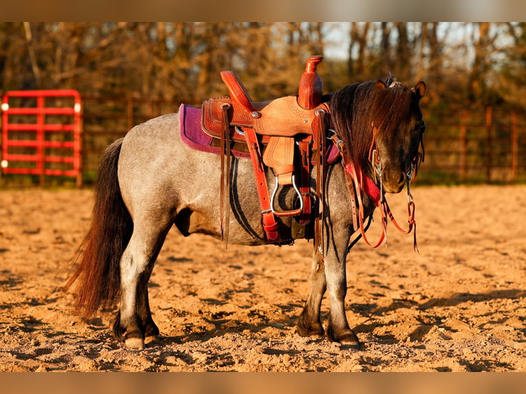 Weitere Ponys/Kleinpferde Wallach 6 Jahre 97 cm Roan-Blue in Nevis