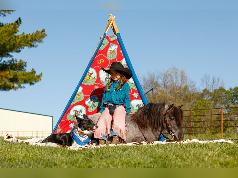 Weitere Ponys/Kleinpferde Wallach 6 Jahre 97 cm Roan-Blue in Nevis