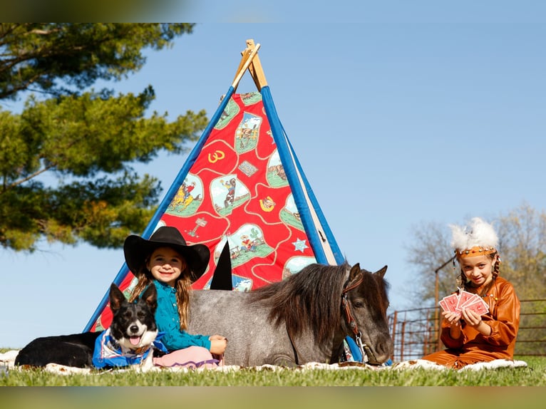 Weitere Ponys/Kleinpferde Wallach 6 Jahre 97 cm Roan-Blue in Nevis