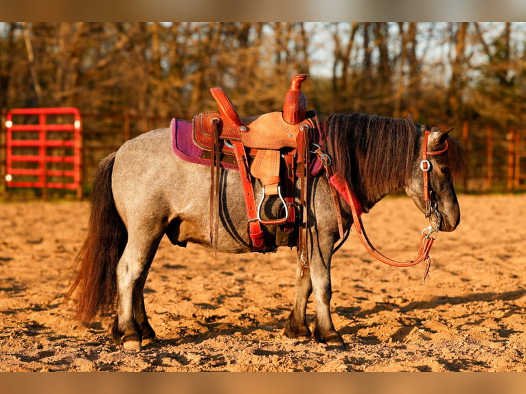 Weitere Ponys/Kleinpferde Wallach 6 Jahre 97 cm Roan-Blue in Nevis