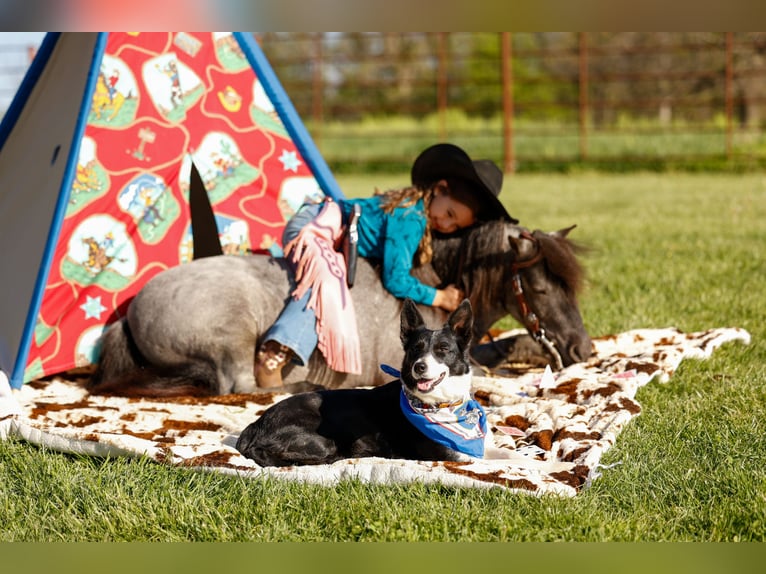 Weitere Ponys/Kleinpferde Wallach 6 Jahre 97 cm Roan-Blue in Nevis