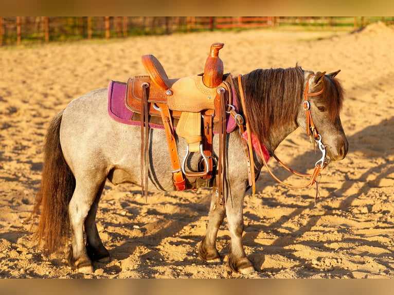 Weitere Ponys/Kleinpferde Wallach 6 Jahre 97 cm Roan-Blue in Nevis