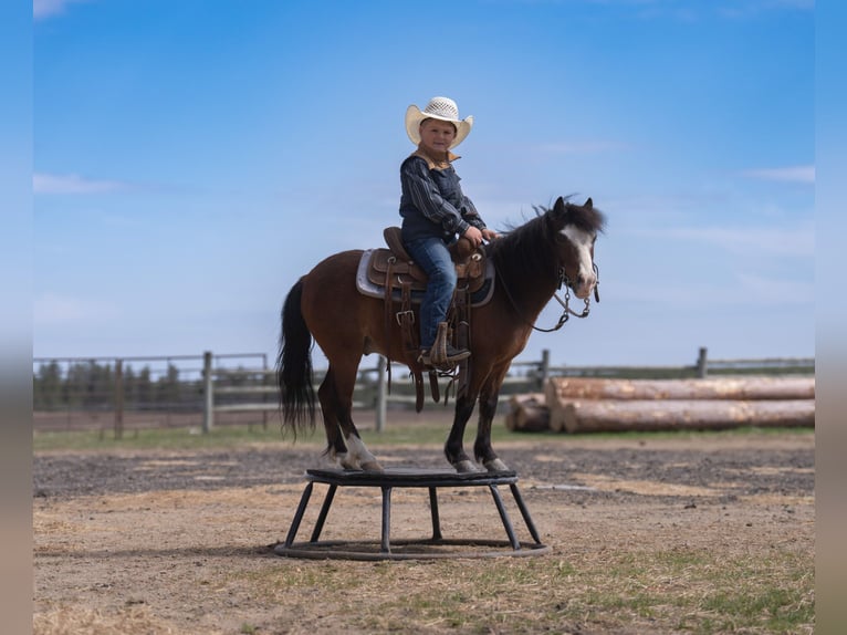 Weitere Ponys/Kleinpferde Wallach 6 Jahre 97 cm Rotbrauner in Akeley