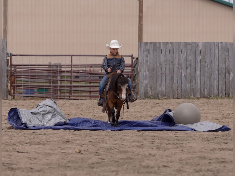 Weitere Ponys/Kleinpferde Wallach 6 Jahre 97 cm Rotbrauner in Akeley